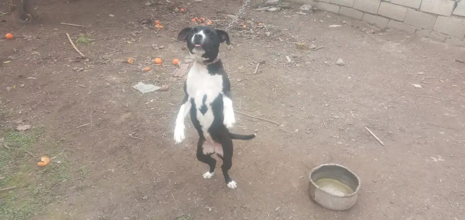 پیتبول ماده چهارونیم ماه|سگ|قائمشهر, |دیوار