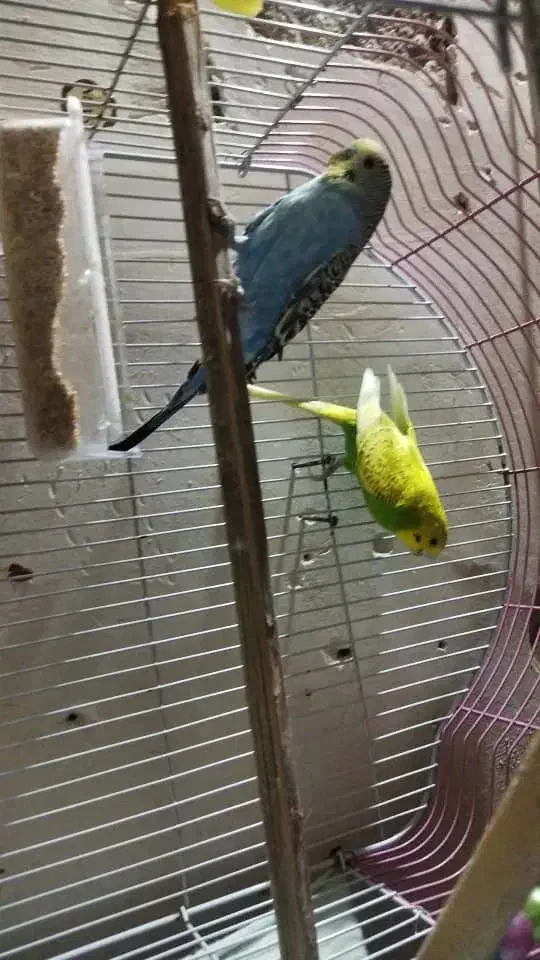 جفت مرغ عشق بالغ|پرنده|سیب و سوران, |دیوار