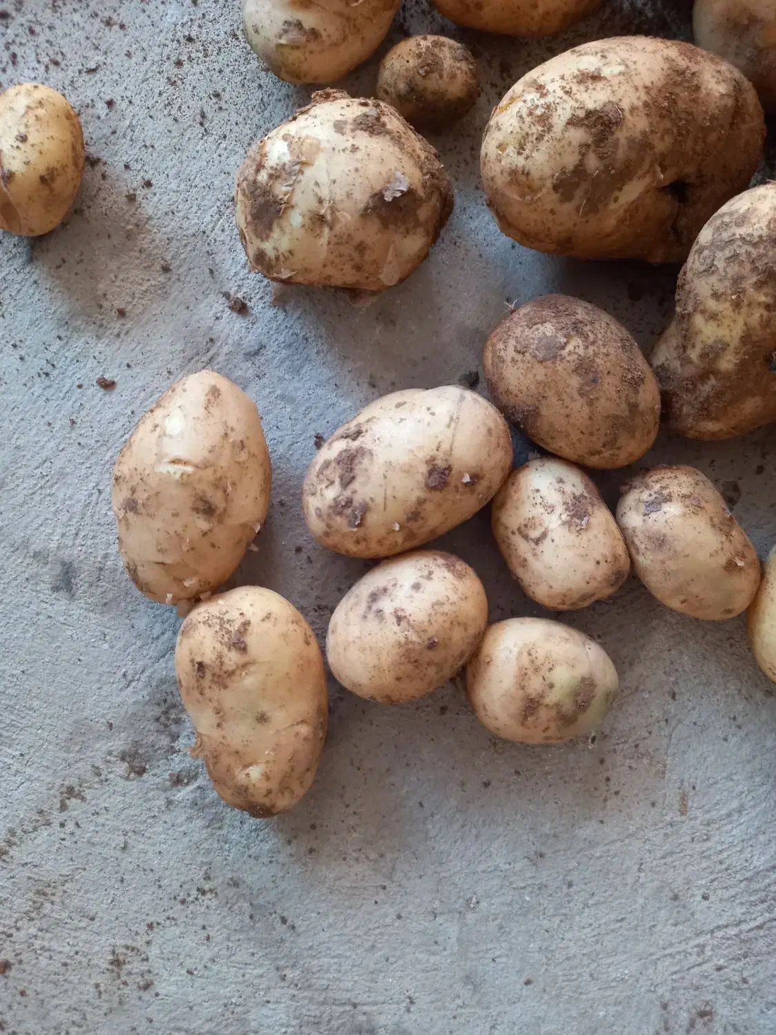 سیب زمینی اکریا|خوردنی و آشامیدنی|قیدار, |دیوار