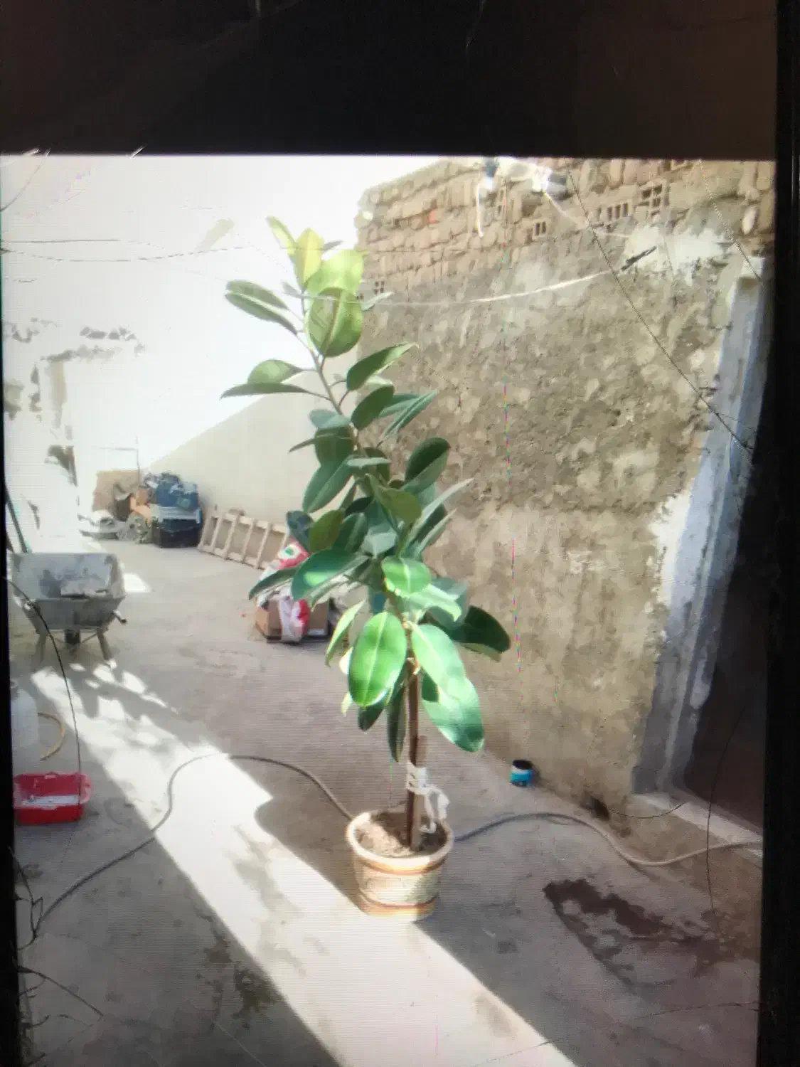 فروش گل|گل و گیاه طبیعی|ملکان, |دیوار