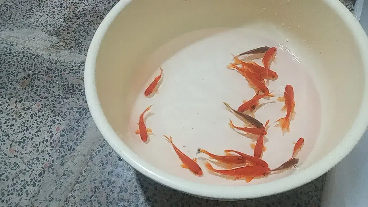 . ماهی قرمز|ماهی|اردکان, |دیوار