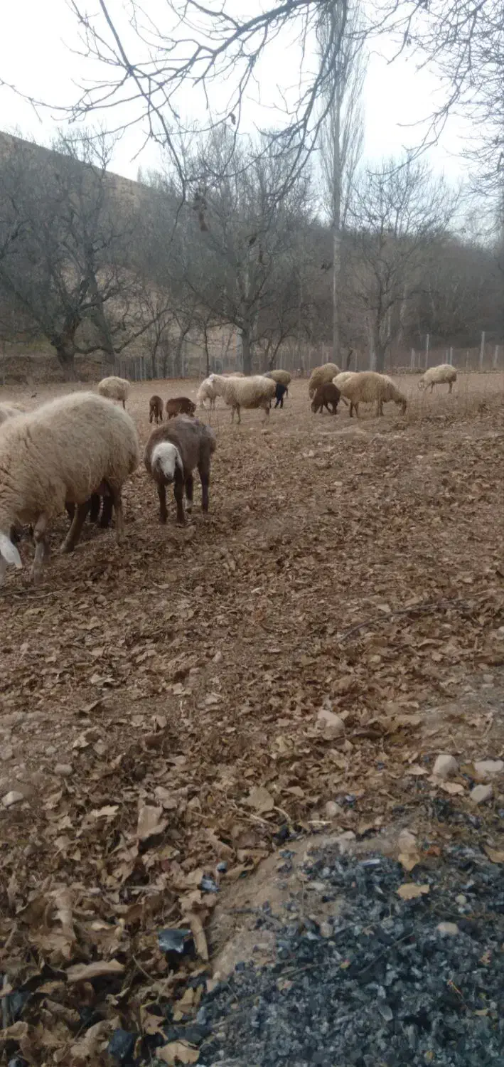 میش موقانی ۱۲|حیوانات مزرعه|بجنورد, |دیوار