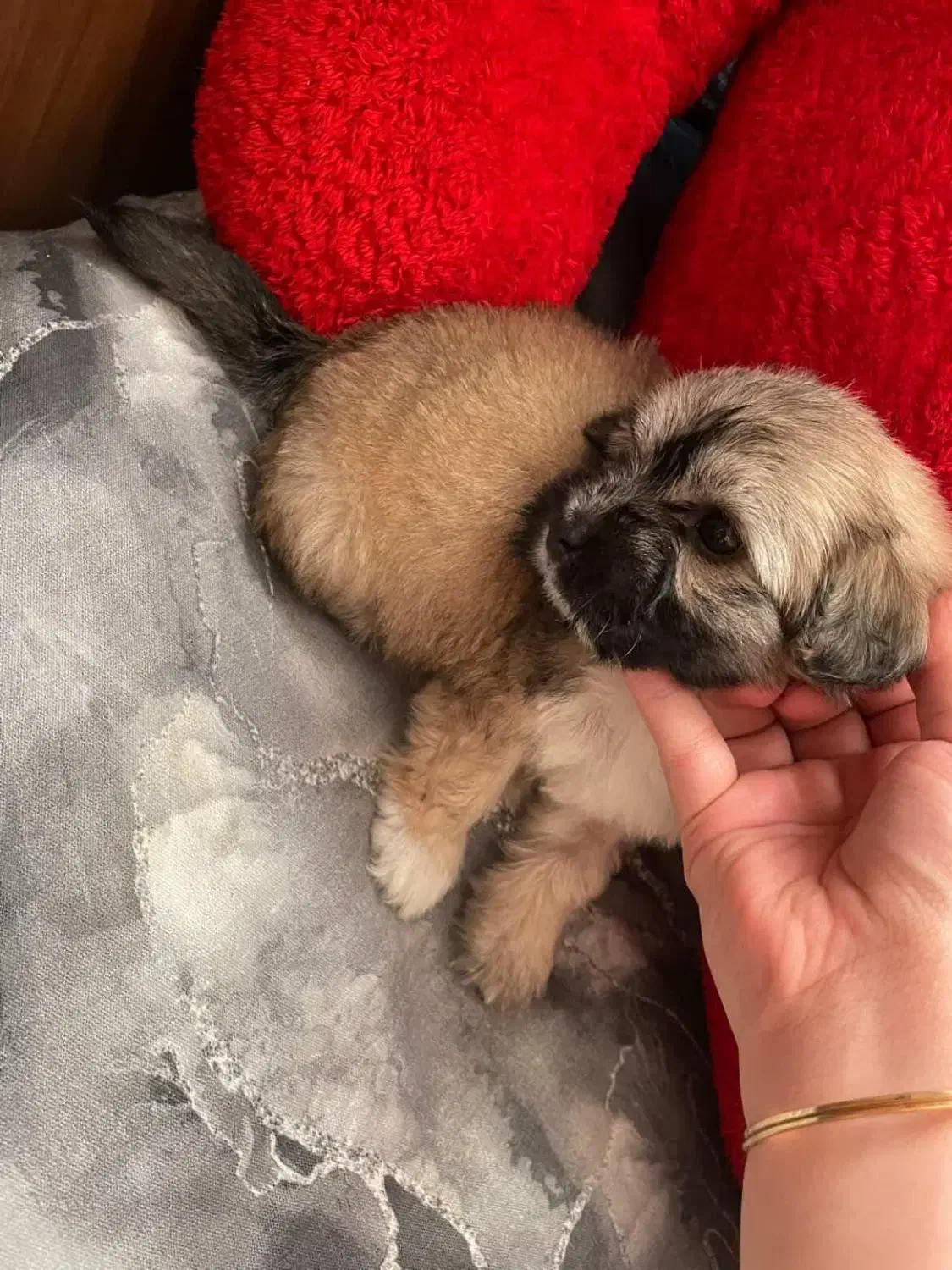 سگ شیتزو|سگ|گلستان (تهران), |دیوار