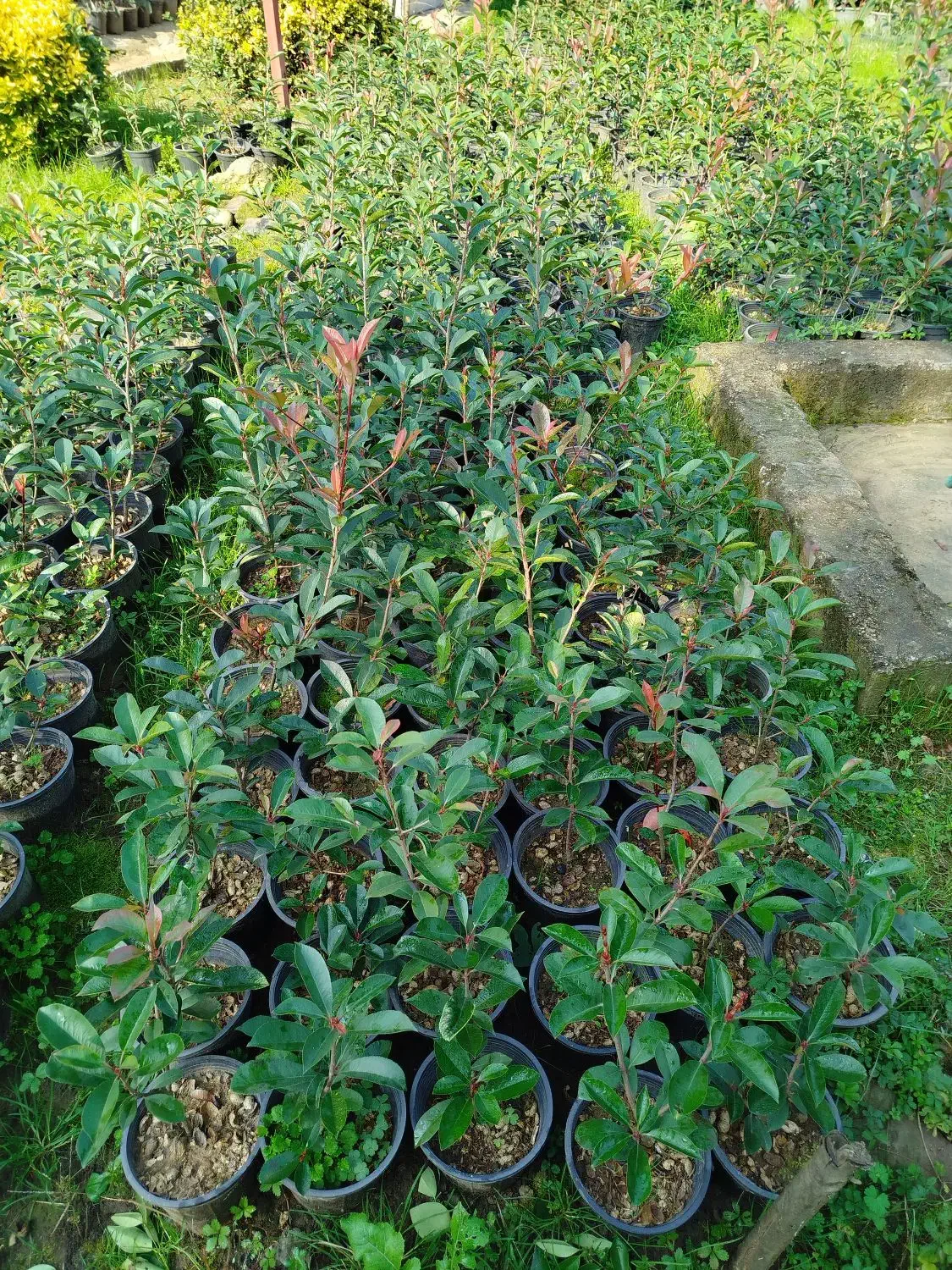 فتونیا ، فوتونیا و یاس هلندی|خدمات باغبانی و درختکاری|واجارگاه, |دیوار