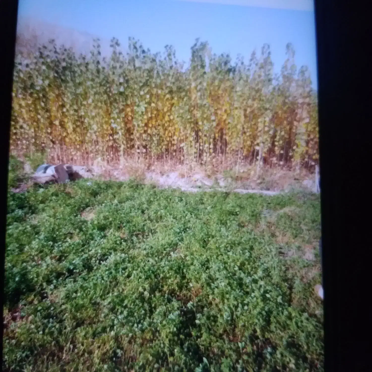 نهال سنوبریک سال|گل و گیاه طبیعی|قره ضیاالدین, |دیوار