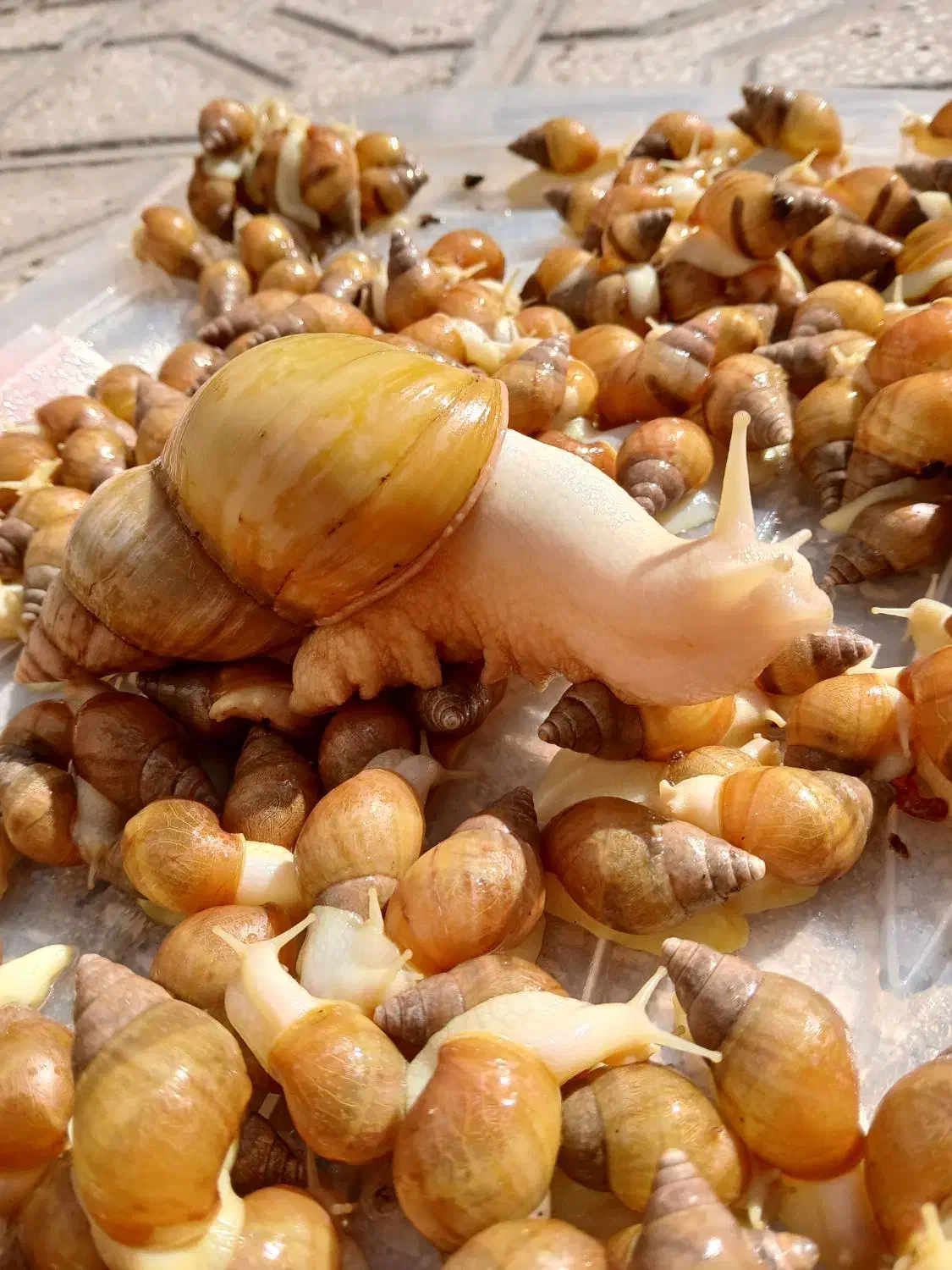 حلزون اچاتینا|خزنده|کاشمر, |دیوار