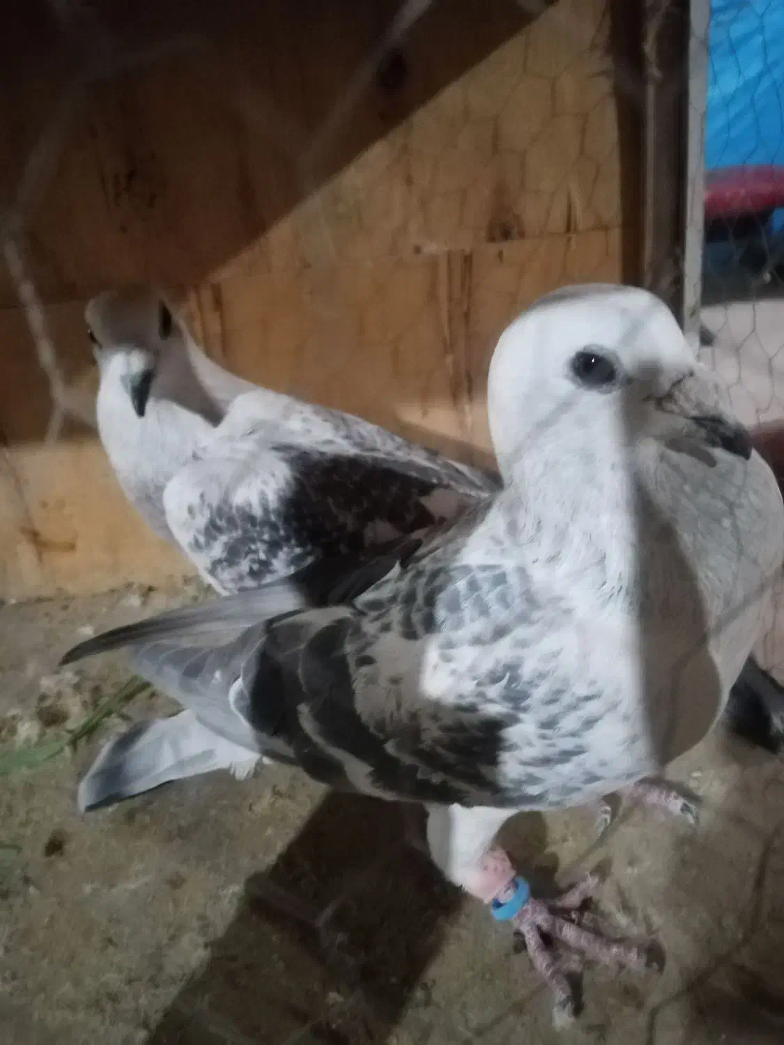 کفتر شهرستانی|پرنده|چهارباغ, |دیوار