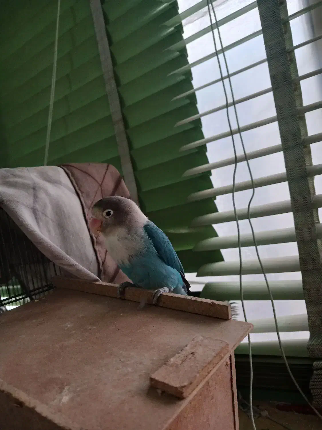 جفت کوتوله بالغ دستی|پرنده|شهرضا, |دیوار