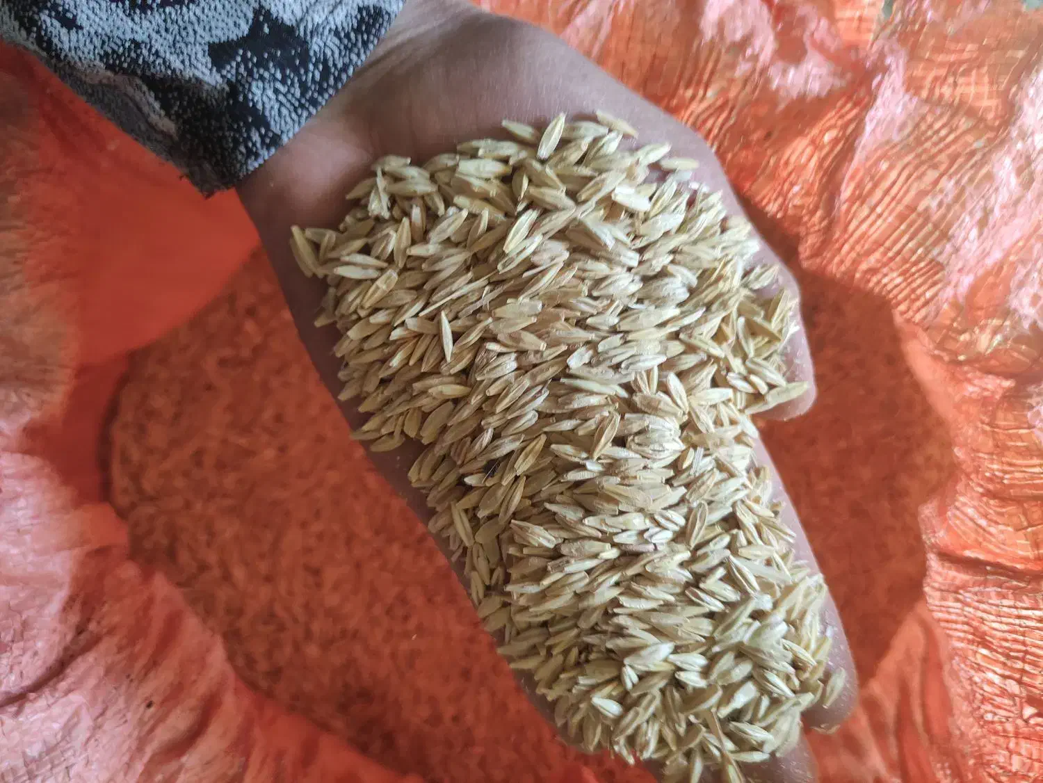 جوسهنددیم|گل و گیاه طبیعی|آبکوه, |دیوار