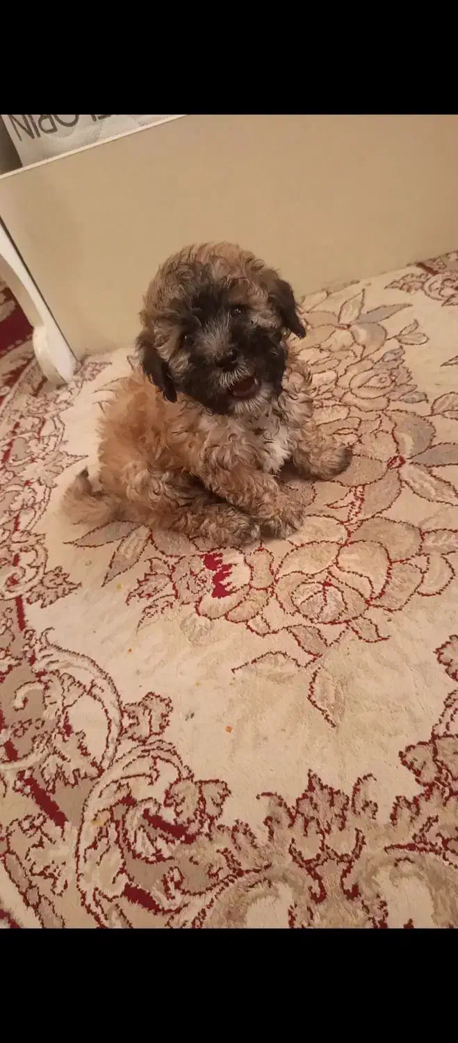 سگ پودل|سگ|شیراز, کوشک میدان|دیوار