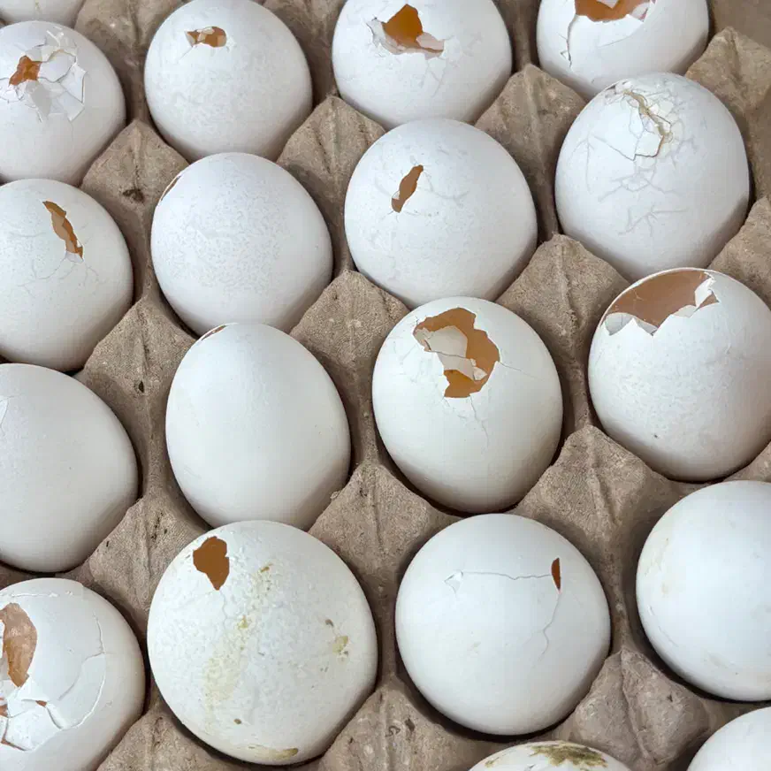 شکسته تخممرغ تخم مرغ|خوردنی و آشامیدنی|شیراز, درکی|دیوار