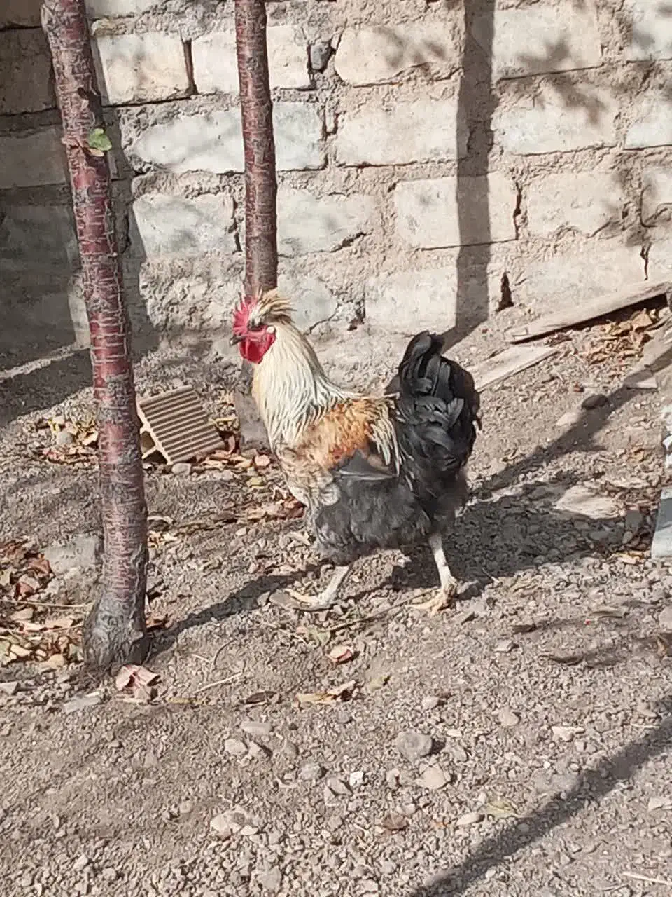 تعدادی خروس خاص و تک|حیوانات مزرعه|زنجان, |دیوار