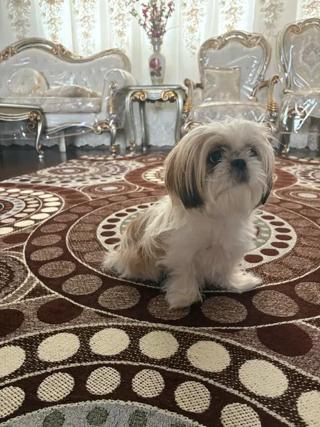 سگ شیتزو|سگ|اردبیل, |دیوار