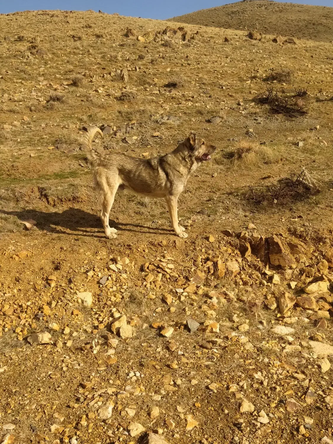 سگ سرابی|سگ|زنجان, |دیوار