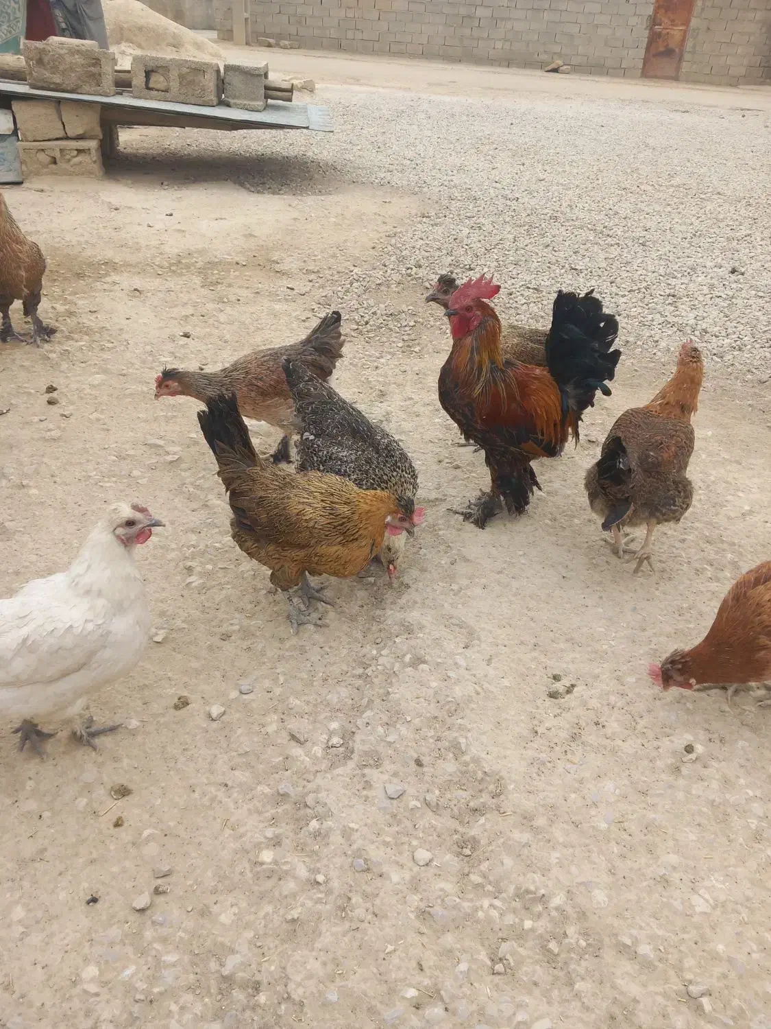 فروش مرغ|حیوانات مزرعه|دهدشت, |دیوار