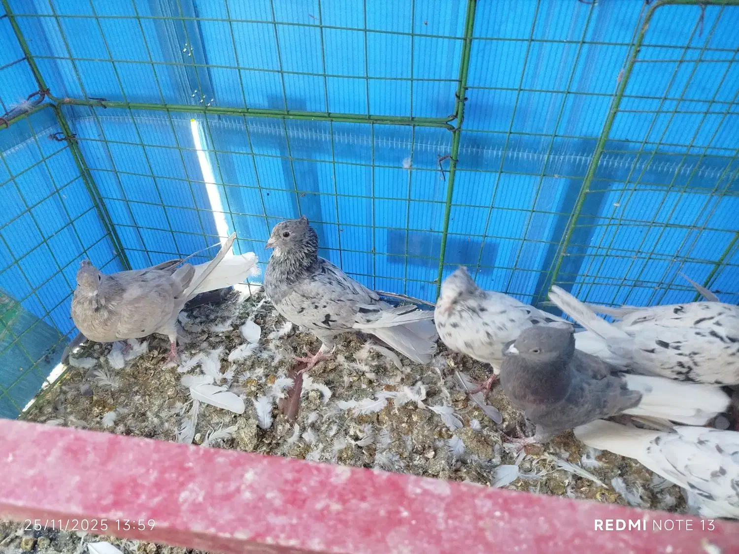 16عدد دم سفید تازه ایزی کنار کردن همه قیچی|پرنده|سبزوار, اسلام آباد|دیوار