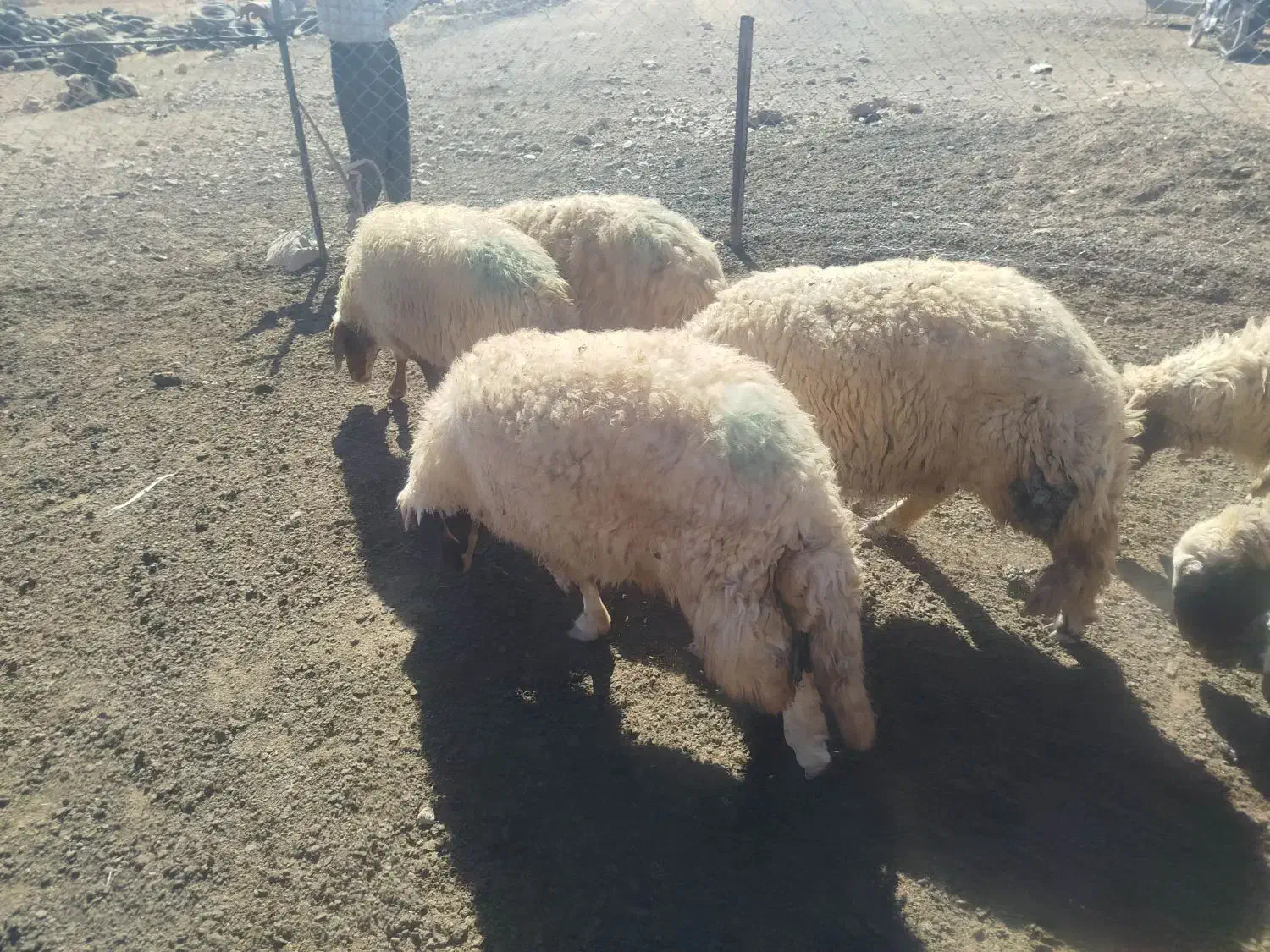 گوسفند شک|حیوانات مزرعه|حمیل, |دیوار