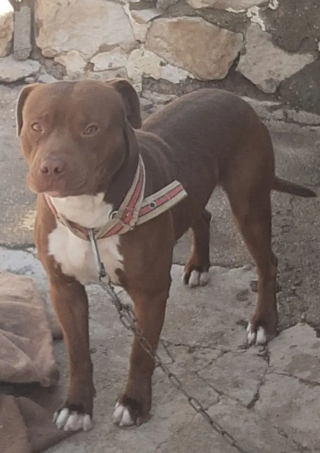 حیوان|سگ|اسلامآباد غرب, |دیوار