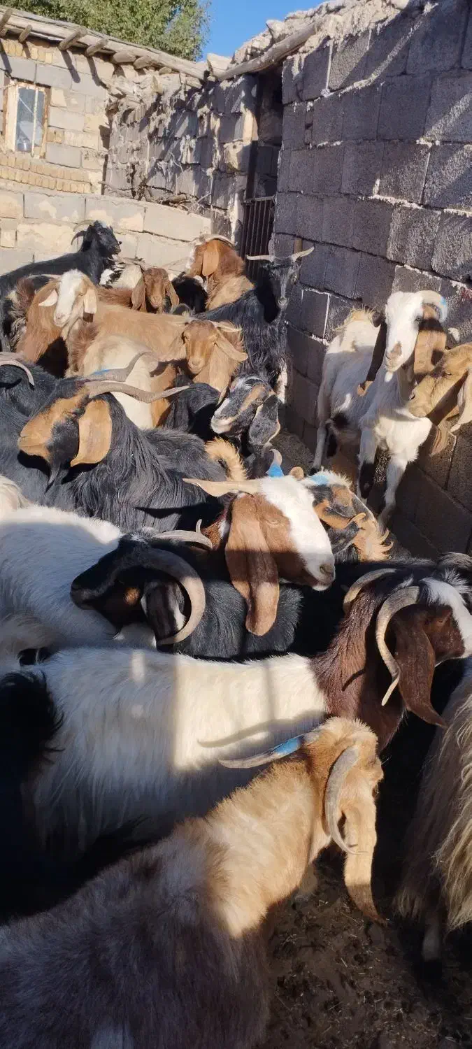 بز چاق برای عروسی|حیوانات مزرعه|نورآباد, |دیوار