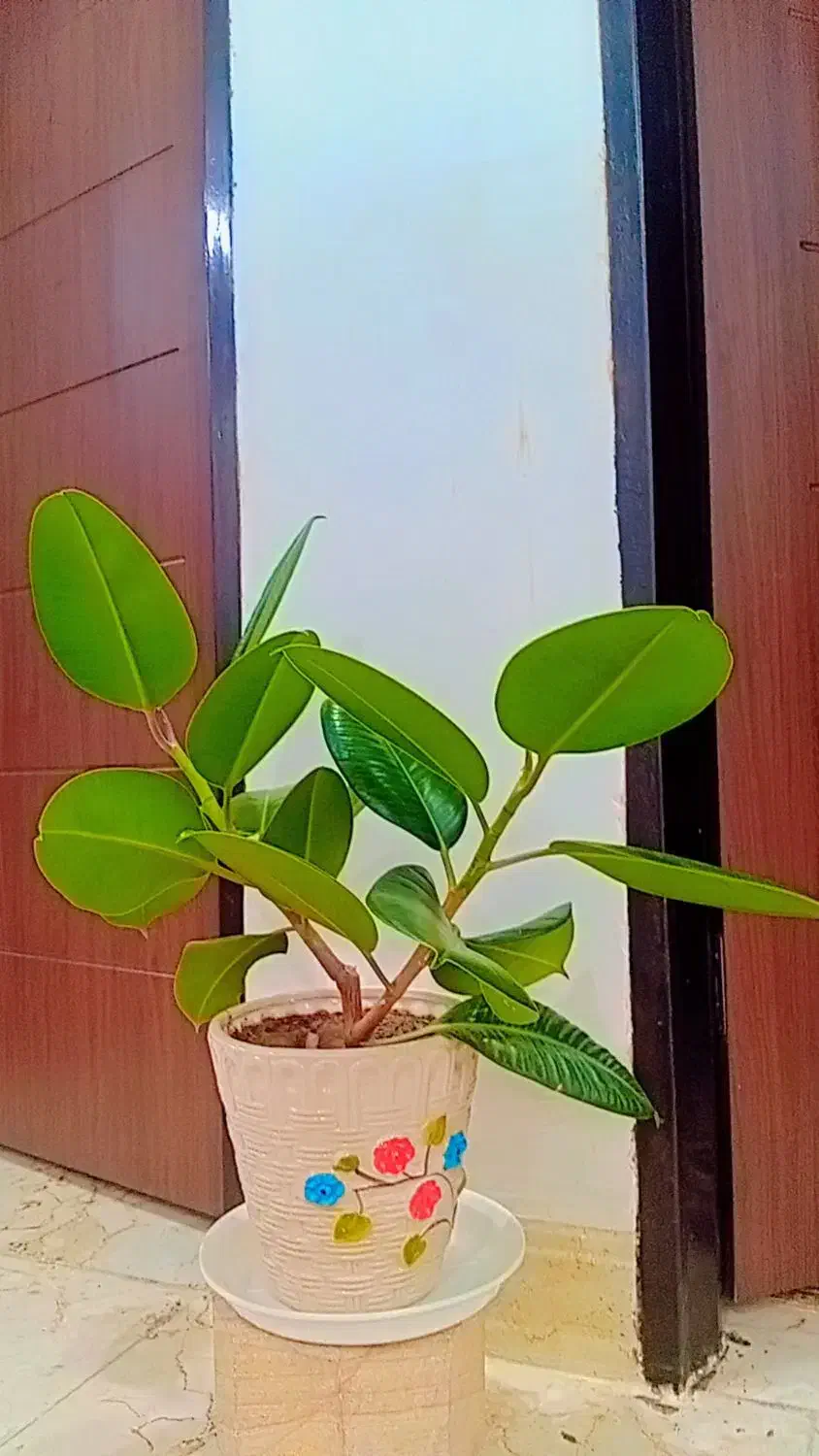 گل طبیعی|گل و گیاه طبیعی|سیرجان, |دیوار