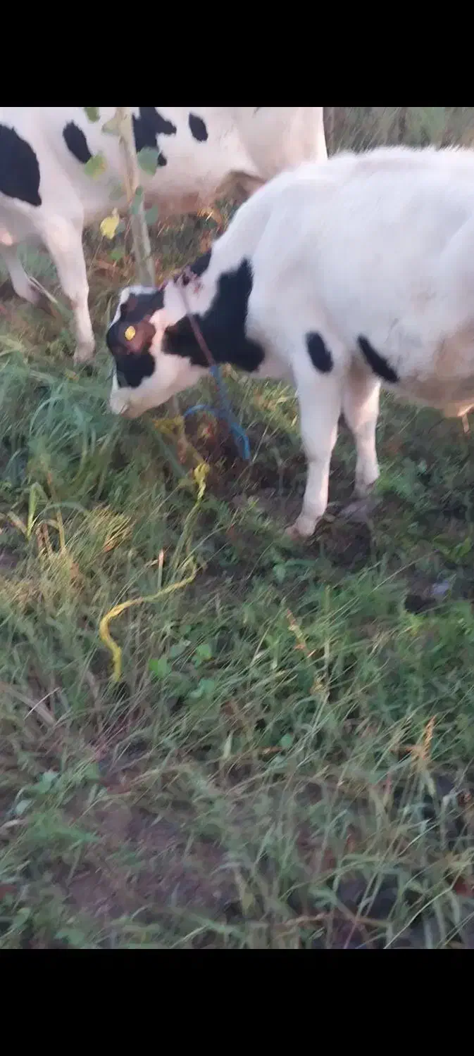 گاو شیری حامله با گوساله ماده|حیوانات مزرعه|اسلام آباد, |دیوار