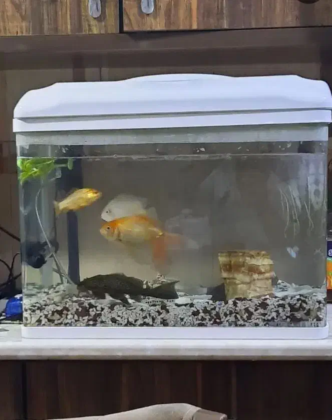 آکواریوم همراه با ماهیاش|ماهی|بوشهر, |دیوار