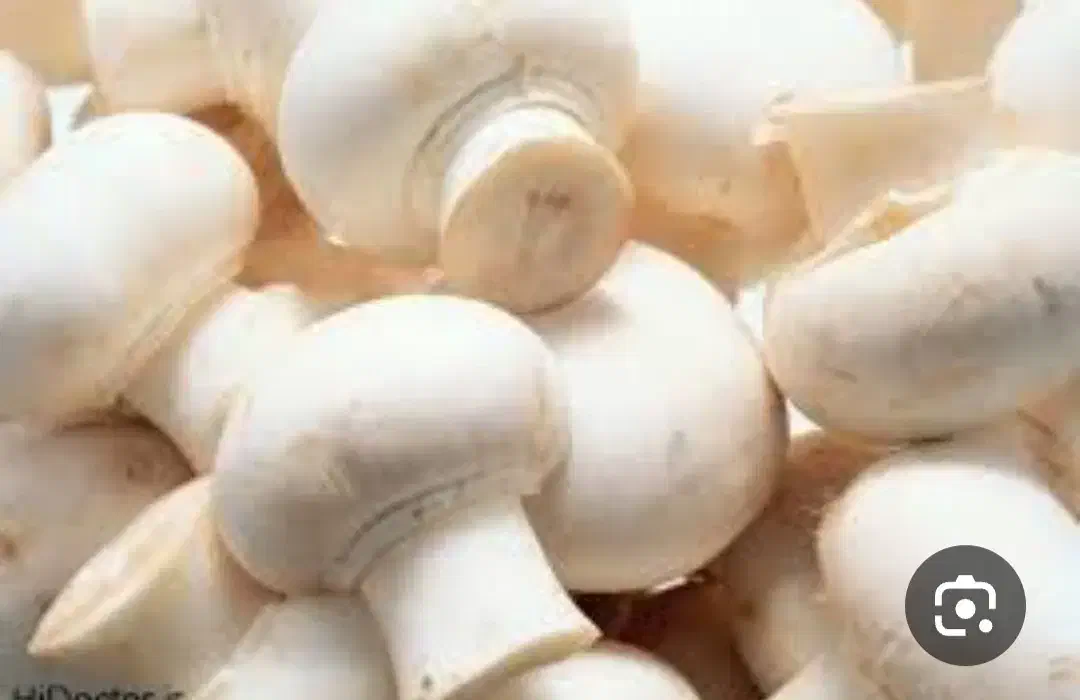 پکیج پرورش قارچ دکمه ی بافیلم|فعالیت داوطلبانه|کرمانشاه, |دیوار