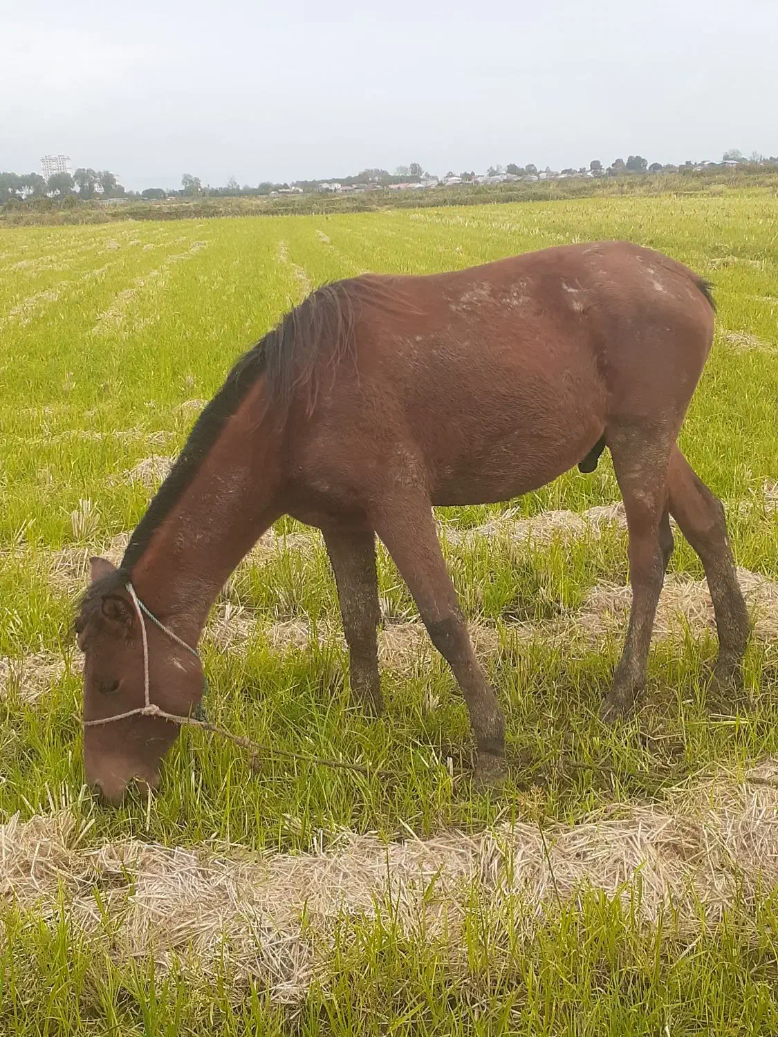 اسب ۲سال سواری|اسب و تجهیزات اسبسواری|چاف و چمخاله, |دیوار