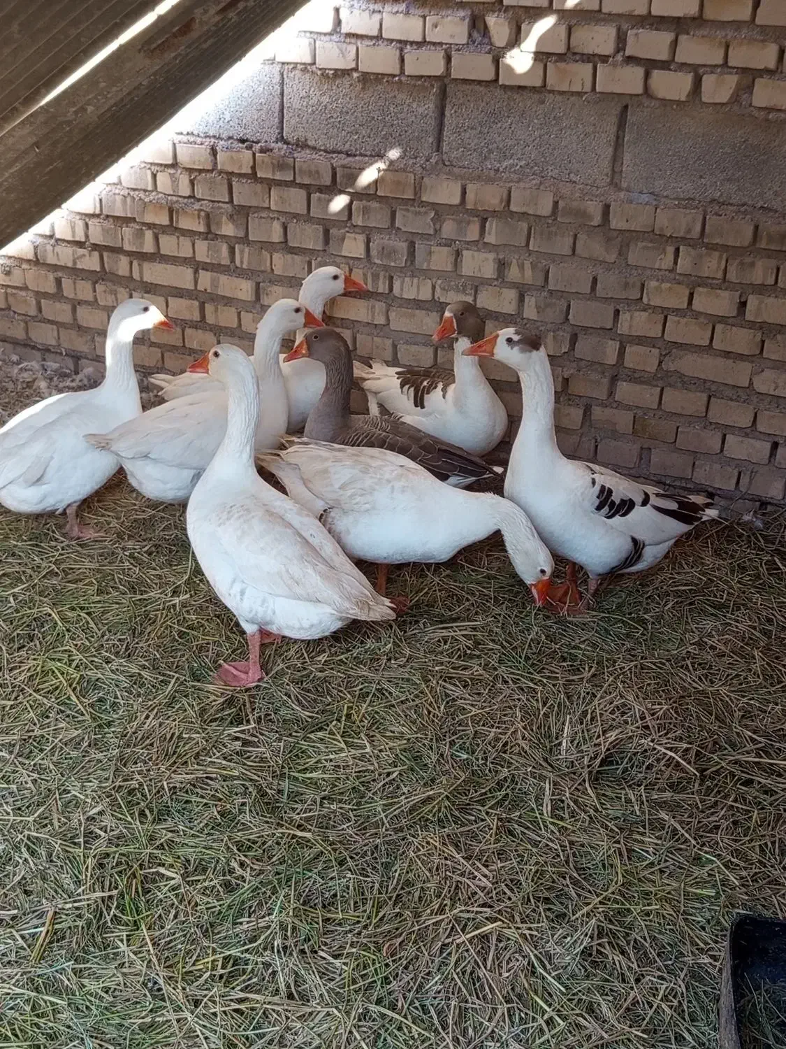 پنج عدد غاز|حیوانات مزرعه|شادگان, |دیوار