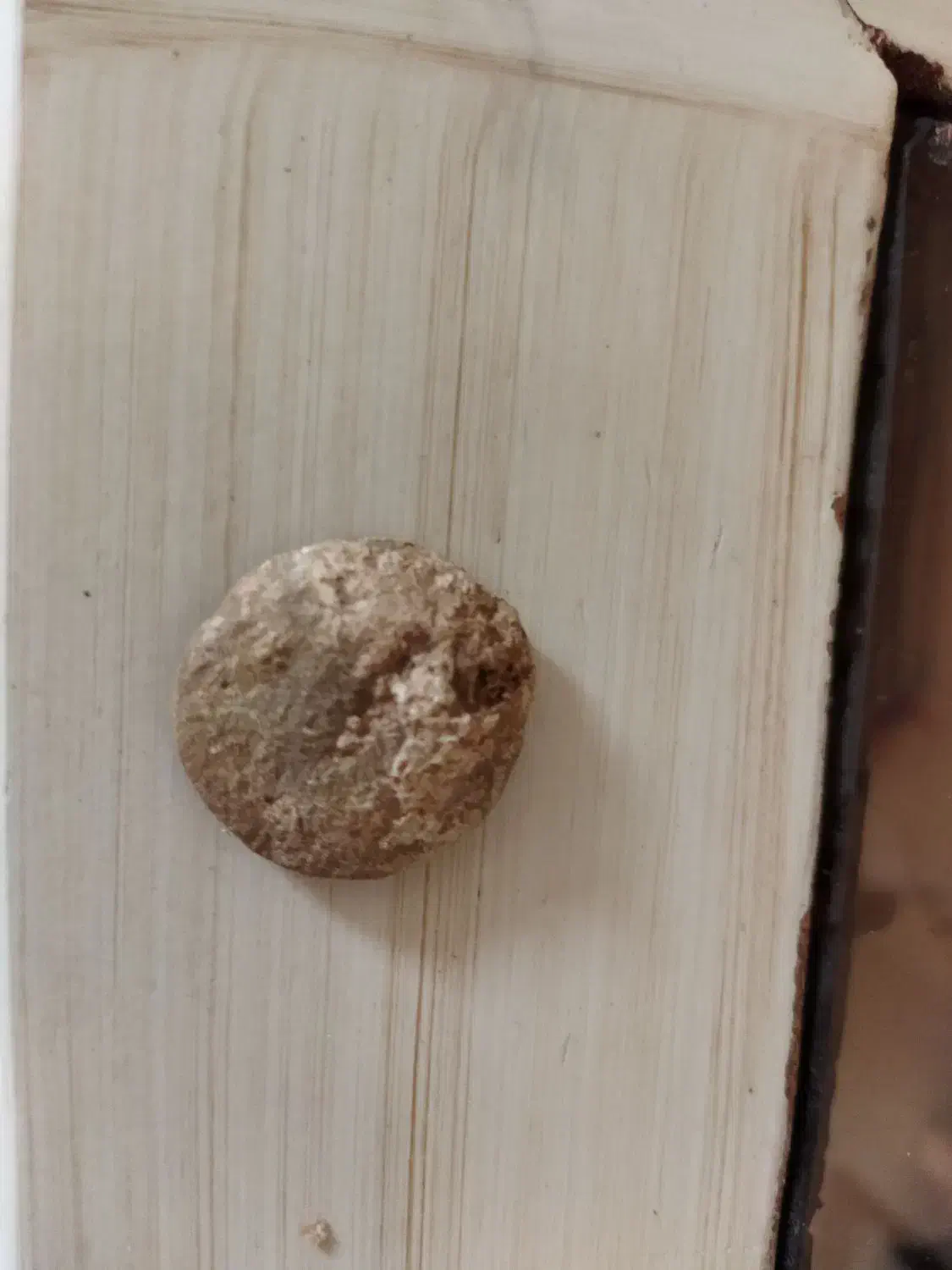 فسیل شتر|کلکسیون اشیاء عتیقه|فولادشهر, مسکن مهر فولادشهر|دیوار