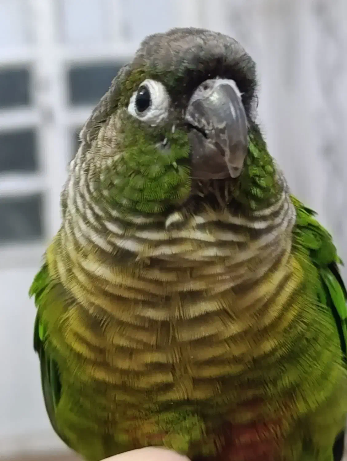 گرینچیک گم شده|حیوانات|اراک, |دیوار