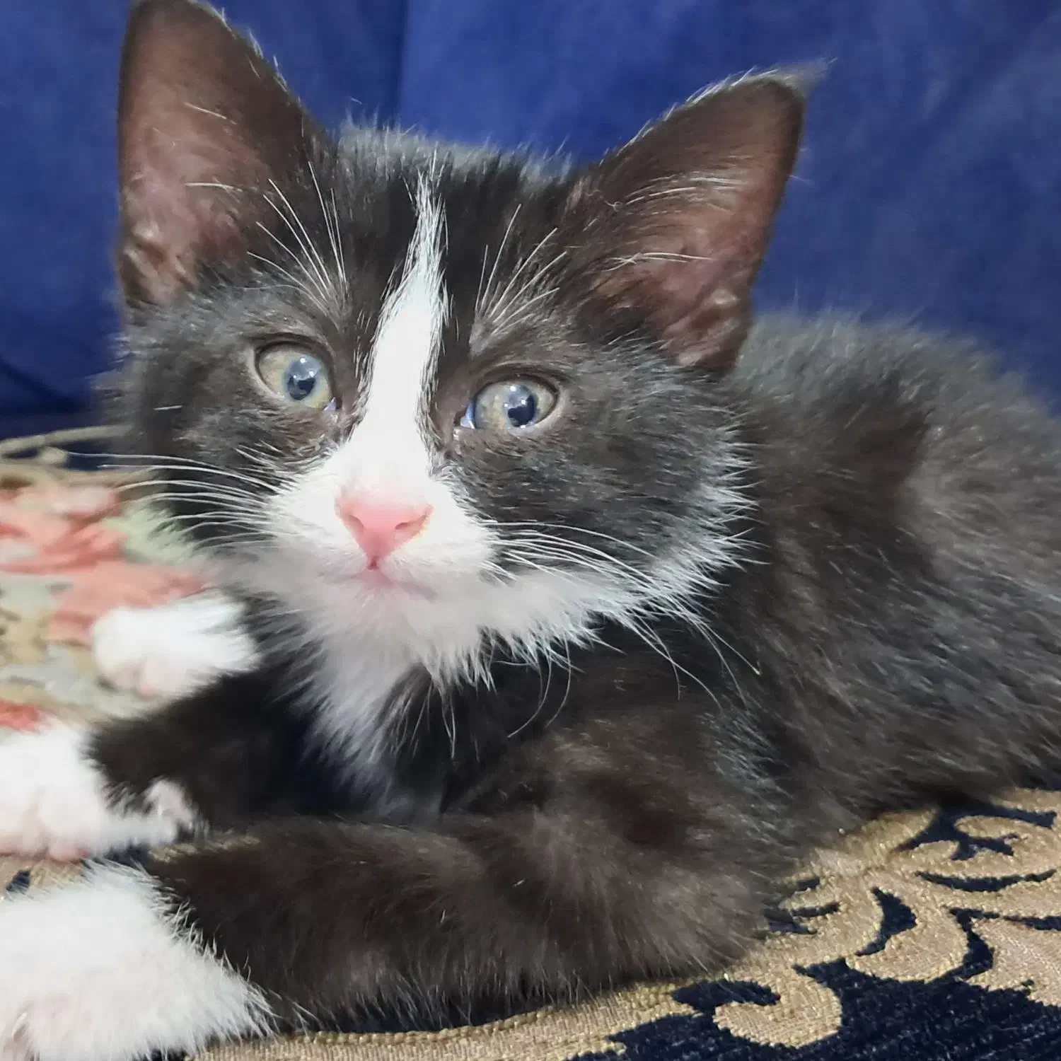 گربه|گربه|مشهد, طبرسی شمالی|دیوار