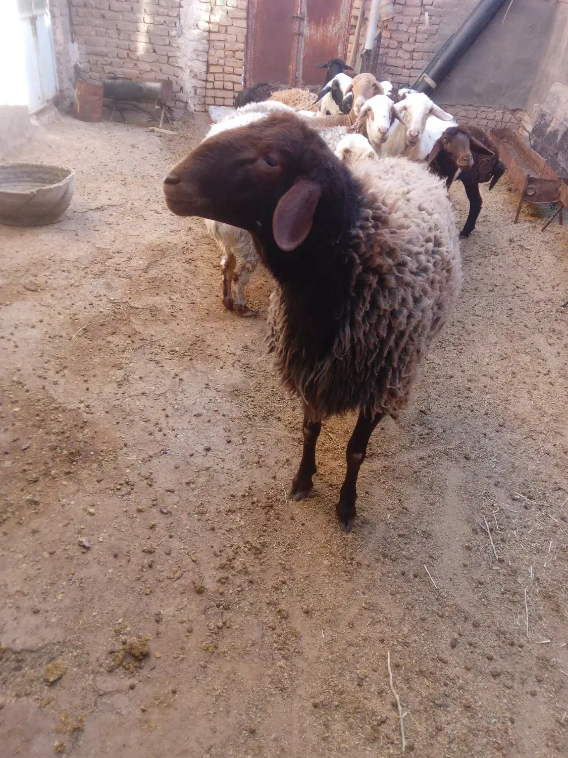 قوچ|حیوانات مزرعه|تربتحیدریه, شهرک ولیعصر|دیوار