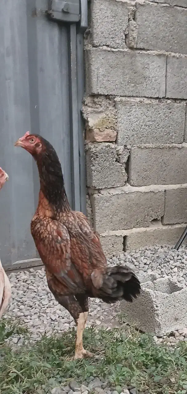 مرغ لاری نسل برزیلی بی تاوان|حیوانات مزرعه|ارطه, |دیوار