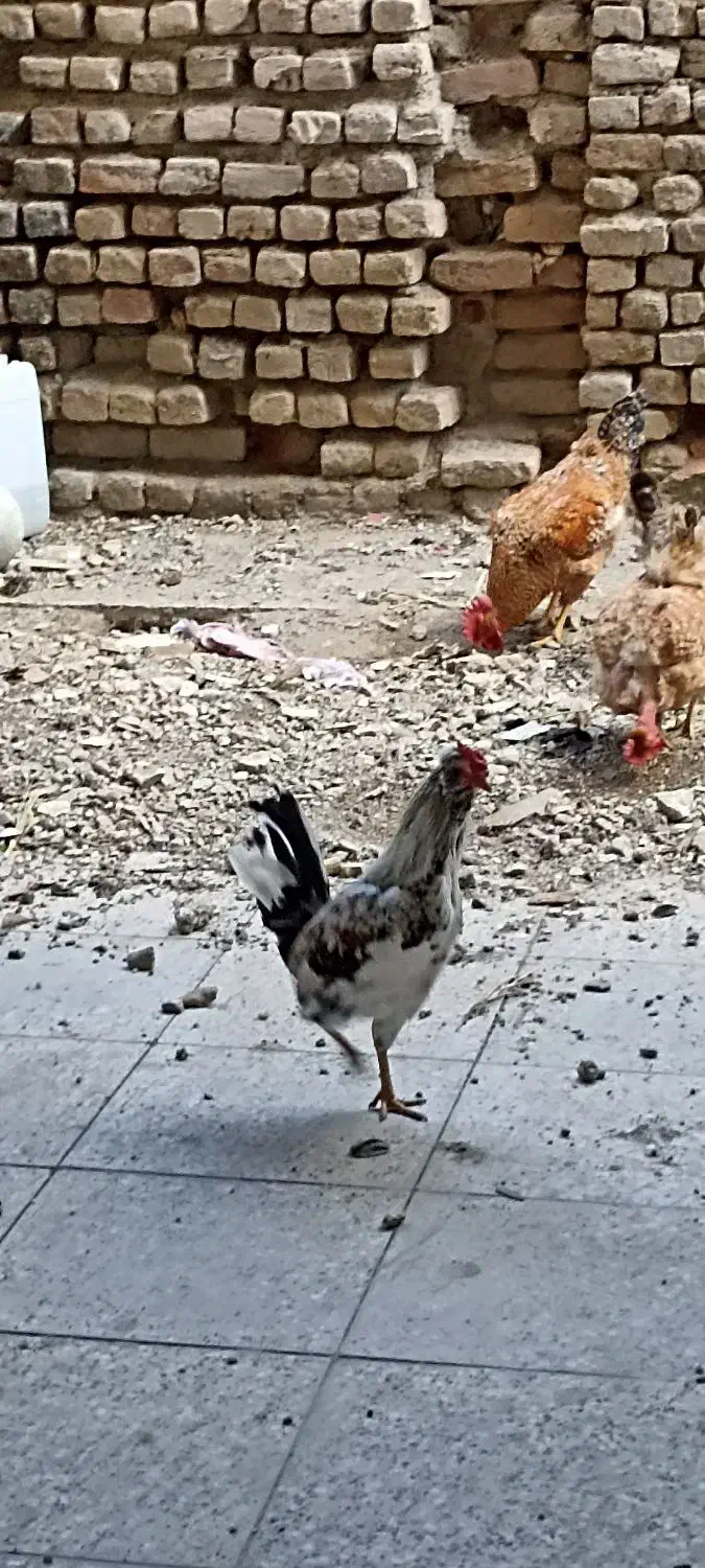 حیوانات|حیوانات مزرعه|ماهدشت, |دیوار