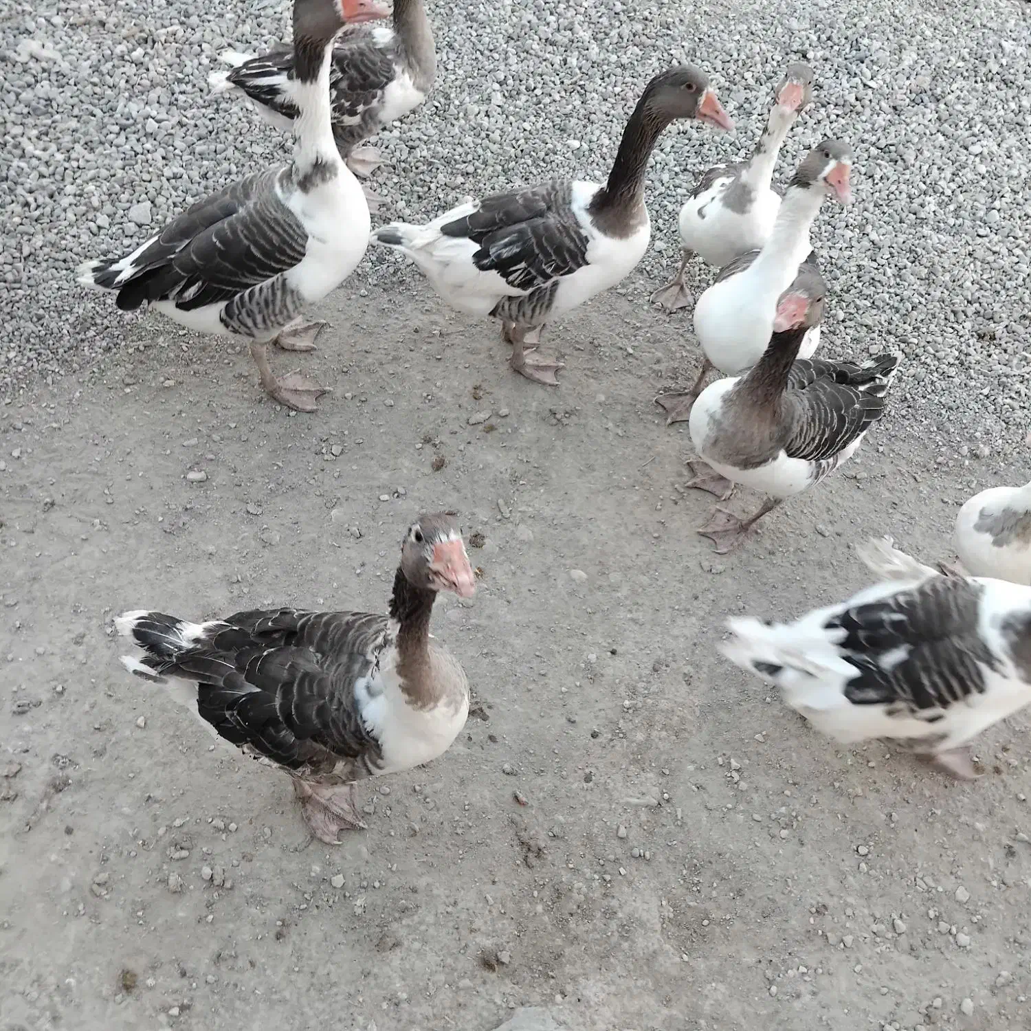 غاز|حیوانات مزرعه|کوهدشت, |دیوار