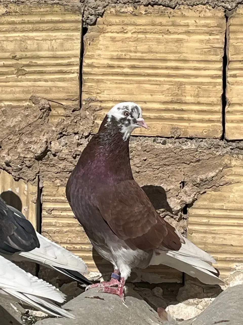 کفتر|پرنده|فردیس, سپید دشت|دیوار