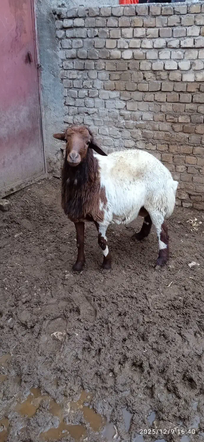 قوچ|حیوانات مزرعه|باغ حلی, |دیوار