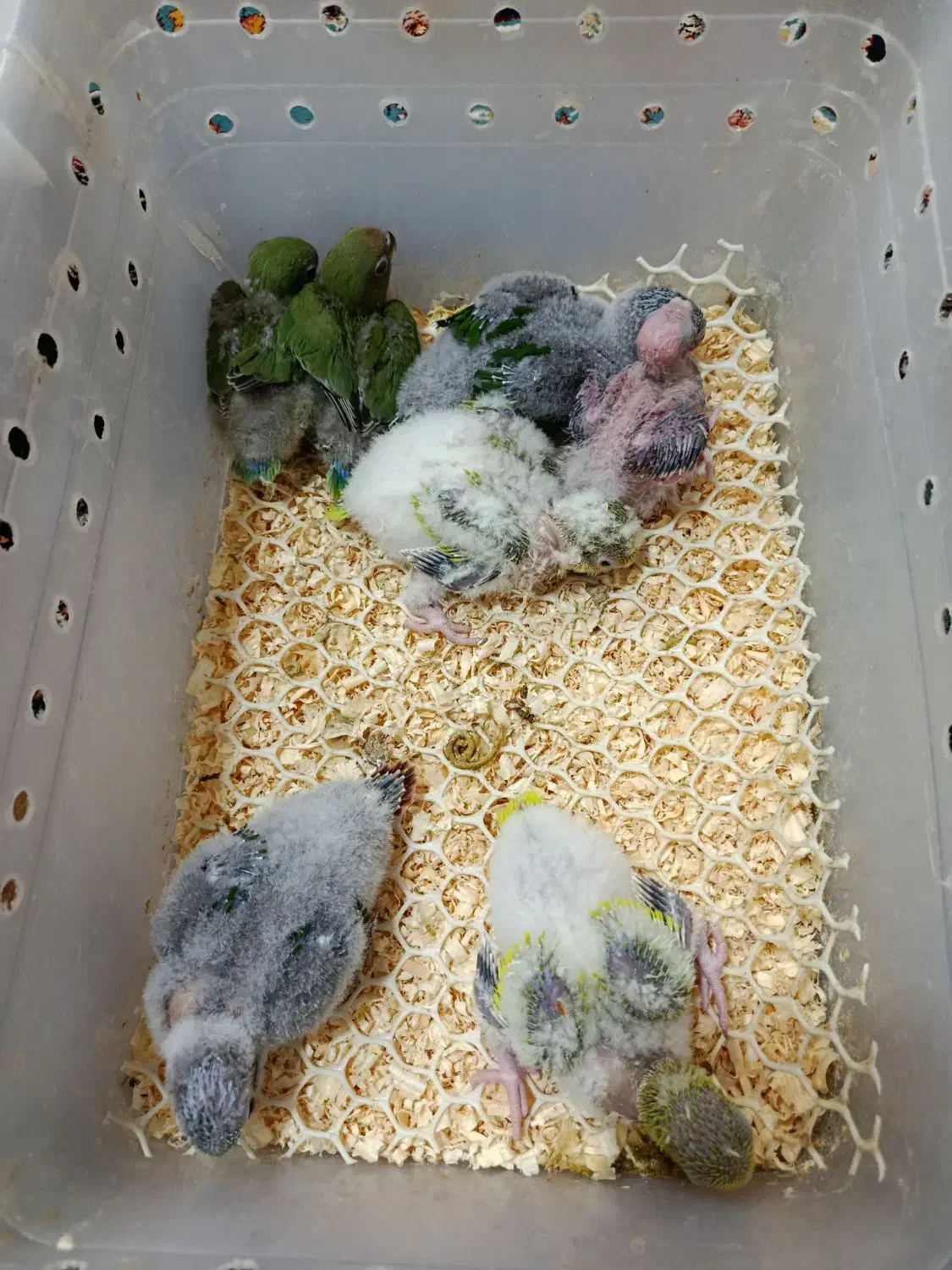 جوجه راهب و برزیلی|پرنده|بومهن, |دیوار