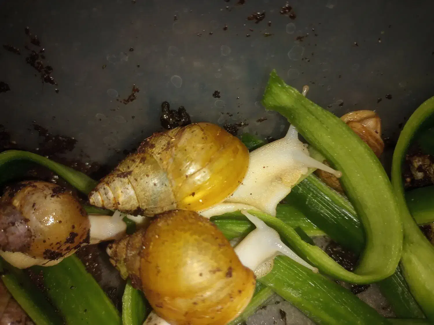 حلزون|خزنده|قم, شاه ابراهیم|دیوار