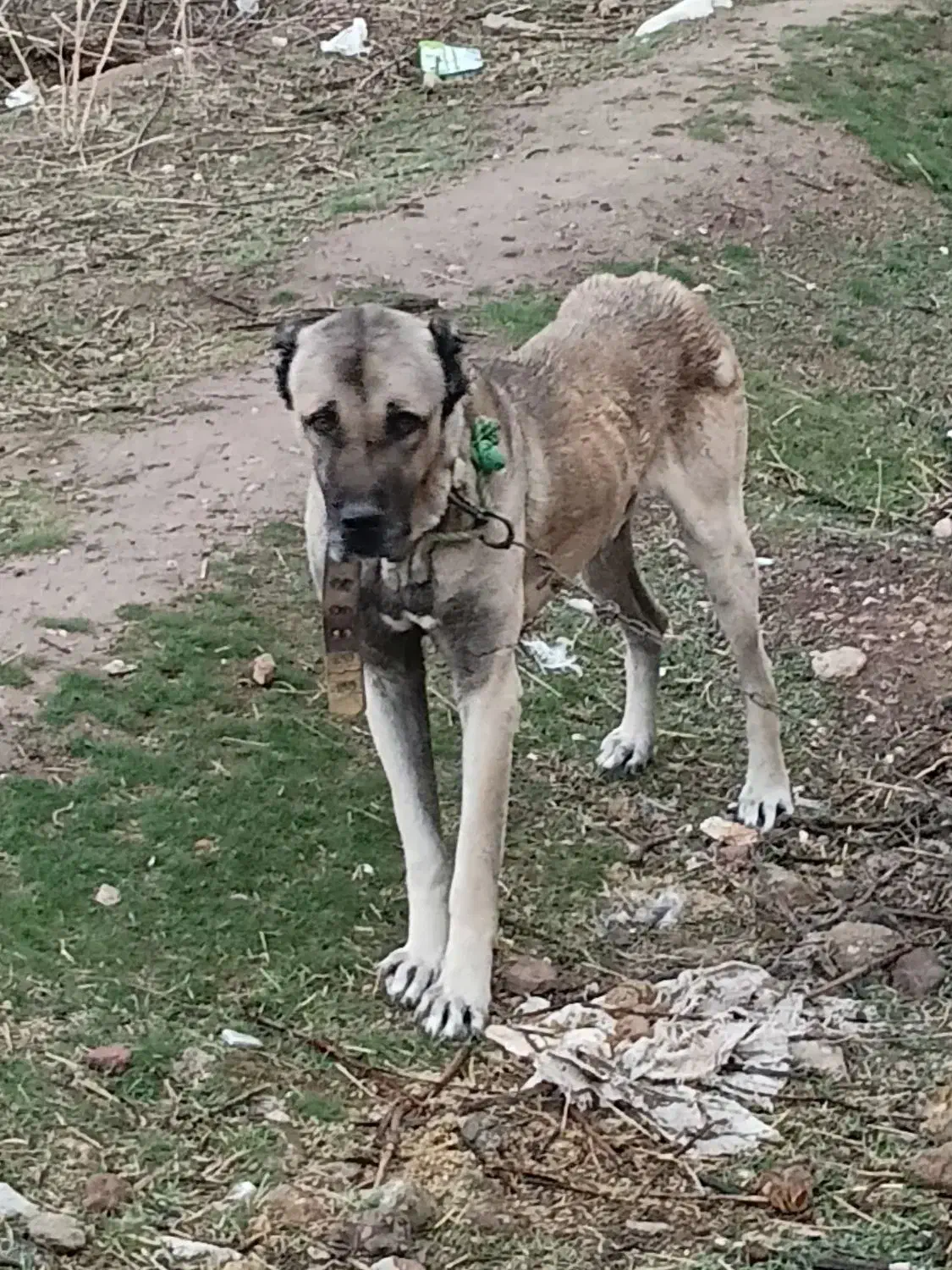 سگ سرابی|سگ|خرم‌آباد, |دیوار