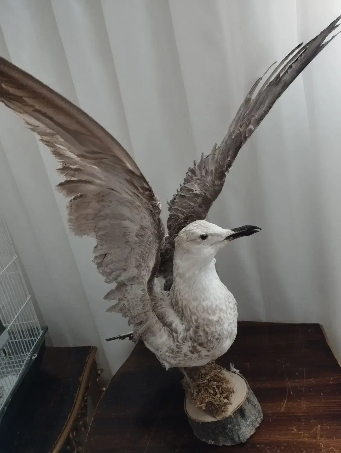 مرغ دریایی|مجسمه، تندیس، ماکت|ملایر, |دیوار