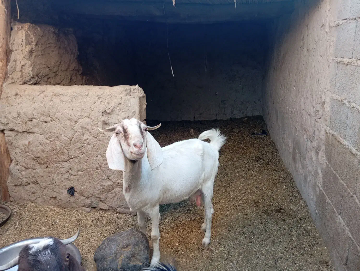 4بز شیری|حیوانات مزرعه|سراوان, |دیوار