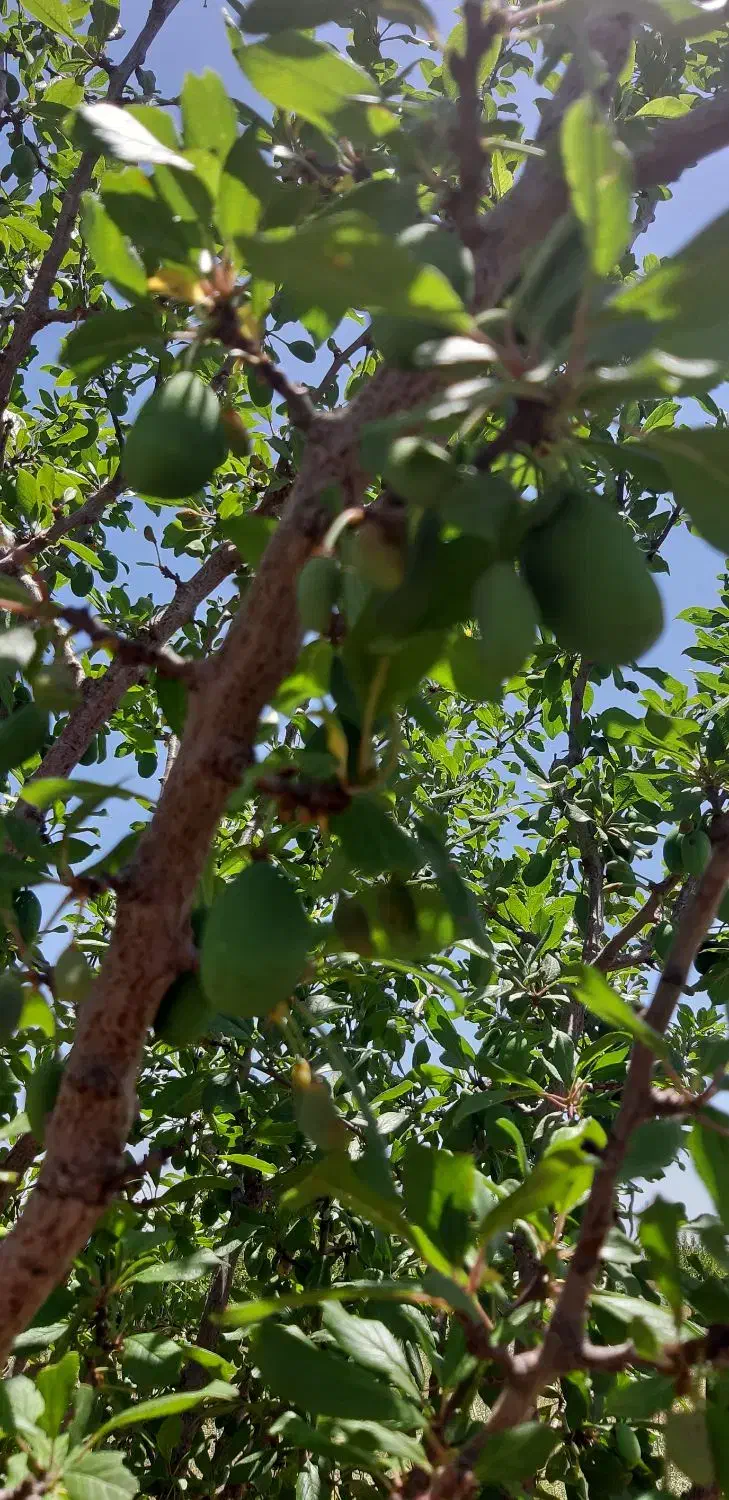 باغ شهرشقایق|فروش زمین و ملک کلنگی|زنجان, |دیوار