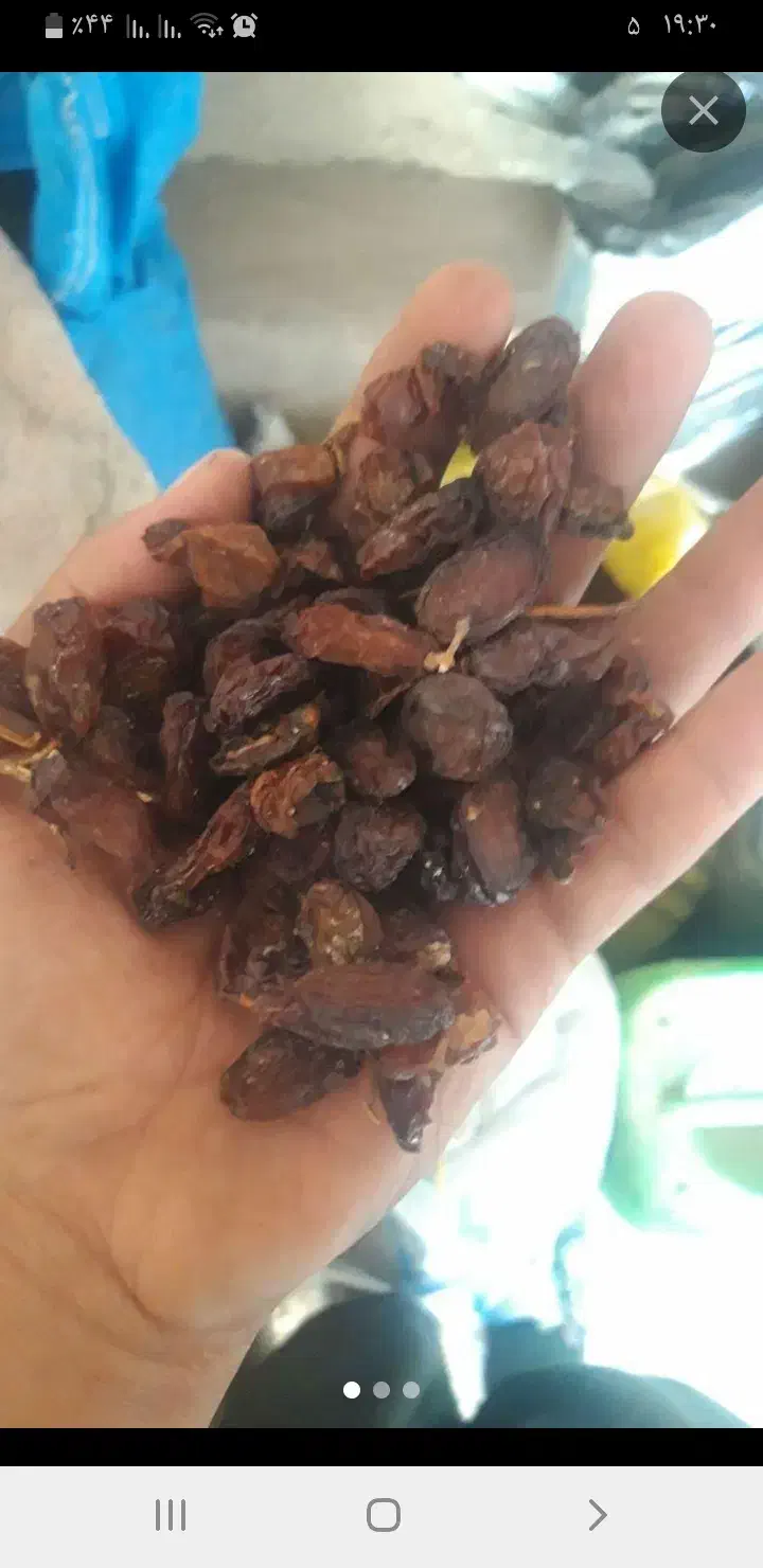 کشمش افتابی|خوردنی و آشامیدنی|ساوه, |دیوار