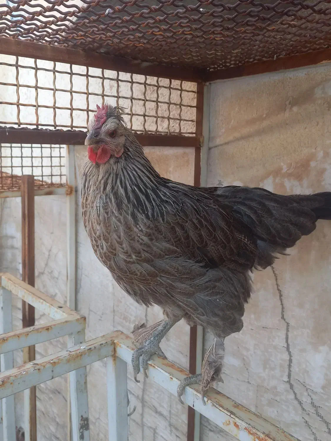 مرغ محلی|حیوانات مزرعه|فیروزآباد (فارس), |دیوار