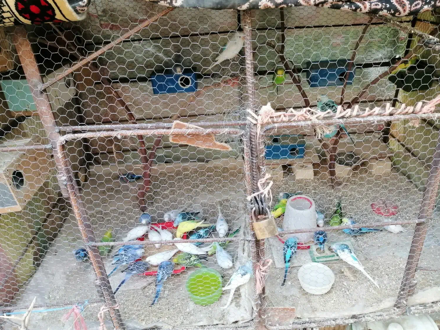 مرغ عشق|پرنده|لار, |دیوار