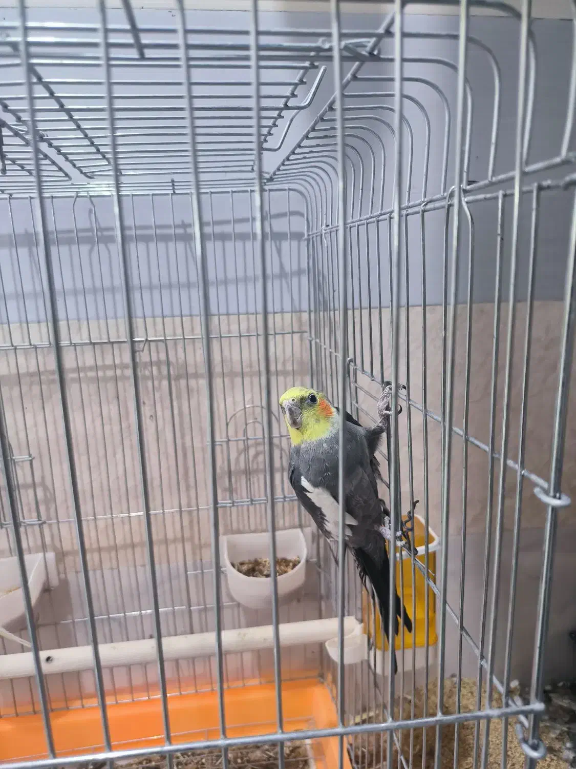 کوتوله زرد|پرنده|میناب, |دیوار