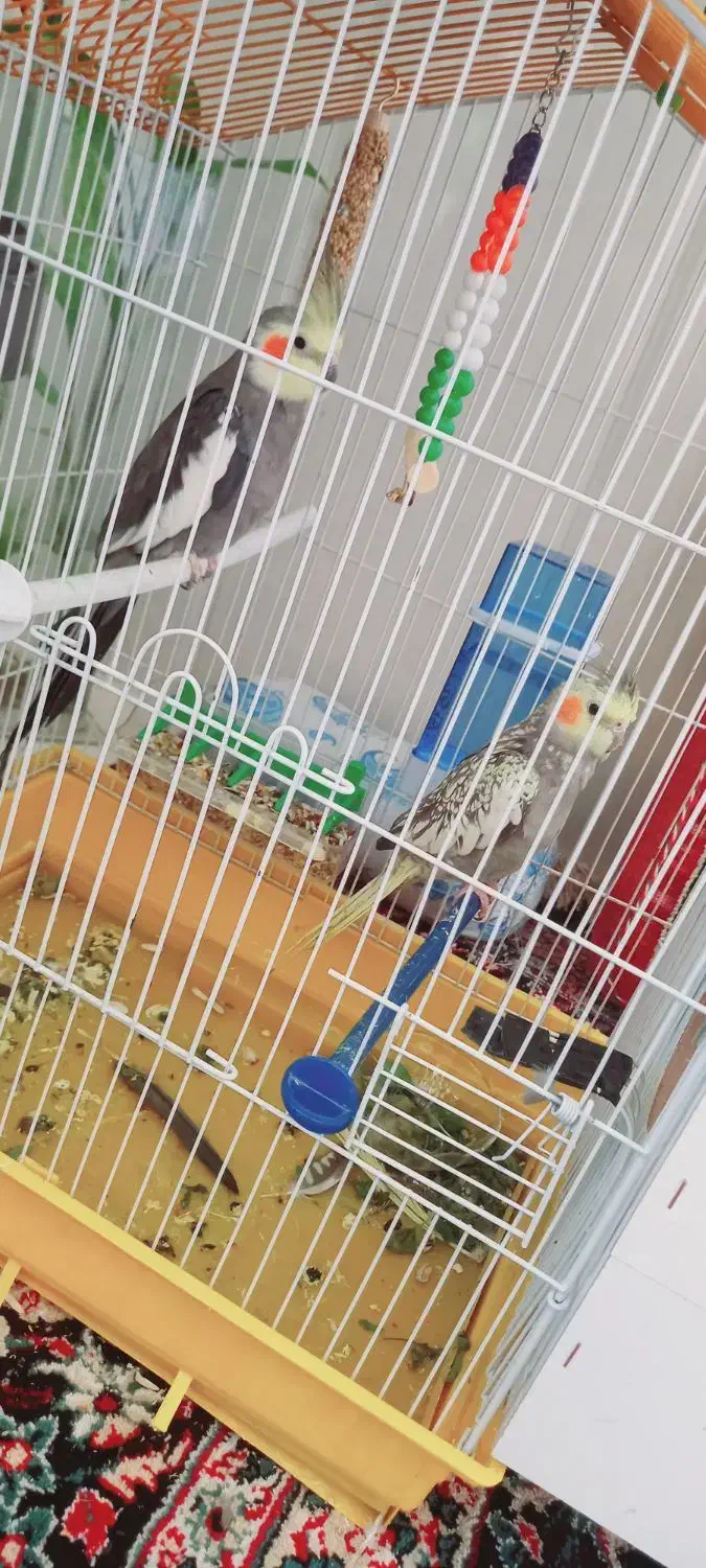 پرنده|پرنده|بافت, |دیوار