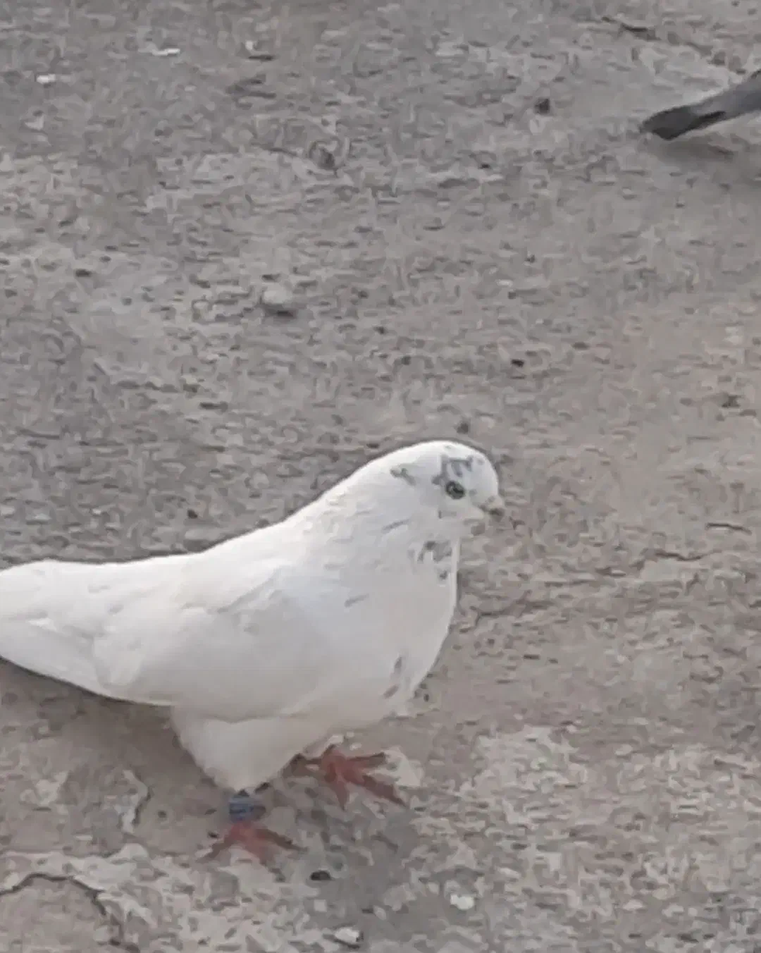 کبوتر اخمو پرش سنگین|پرنده|سرخنکلاته, |دیوار